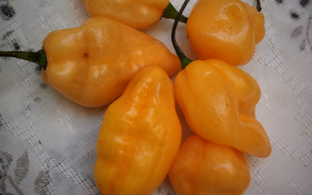 Molho de pimenta arriba saia