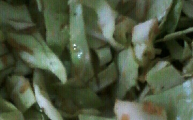 Salada de repolho com gengibre