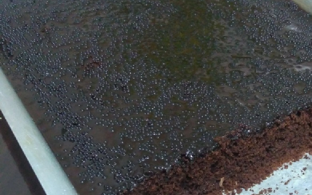 Bolo de chocolate com aveia