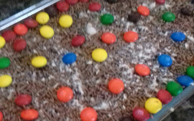 Torta gelada de prestígio