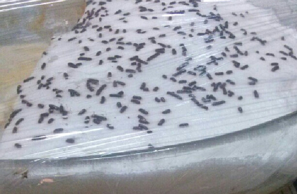 Doce de coco da Marta