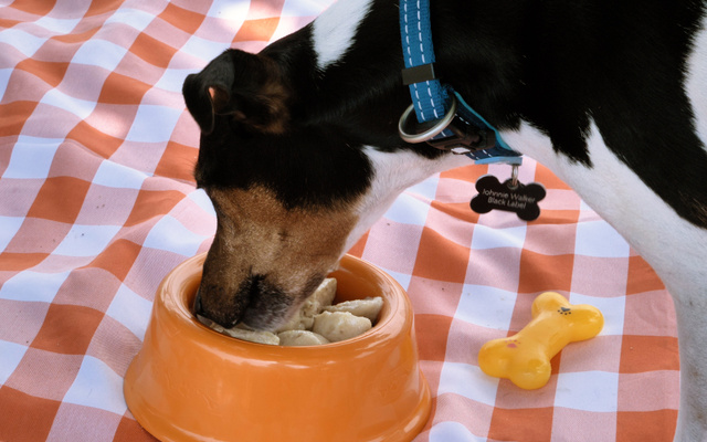 Sorvete para cachorro