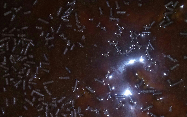 Bolo de cenoura rápido