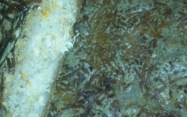 Massa para torta salgada prática