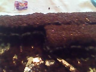 Bolo de chocolate econômico