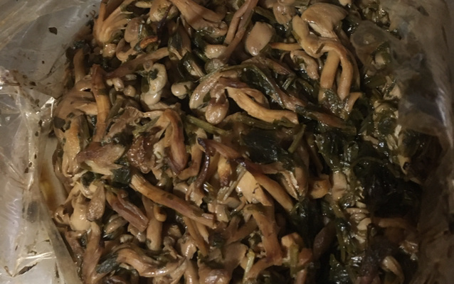 Shimeji na manteiga à brasileira