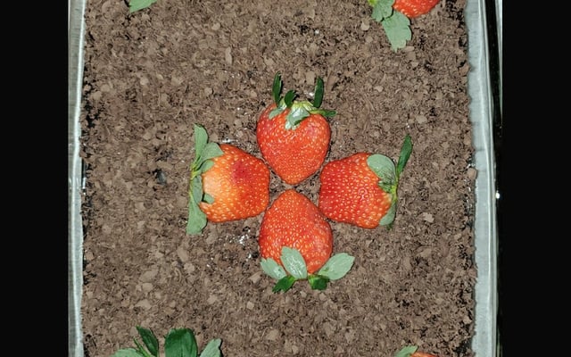 Bombom na travessa com morango