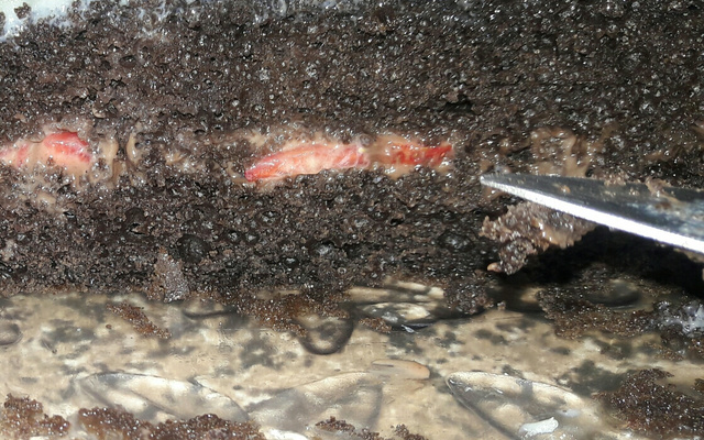 Bolo recheado fácil fácil