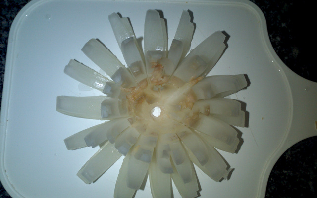 Blooming onion (cebola tipo outback)