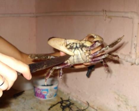 Caranguejada Pernambucana