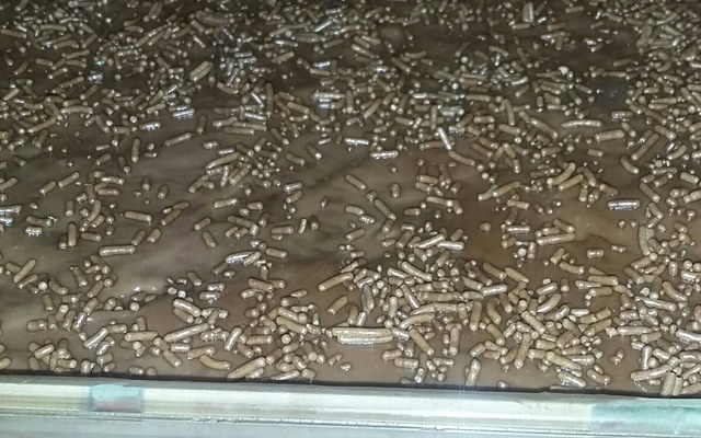 Morango com creme e chocolate