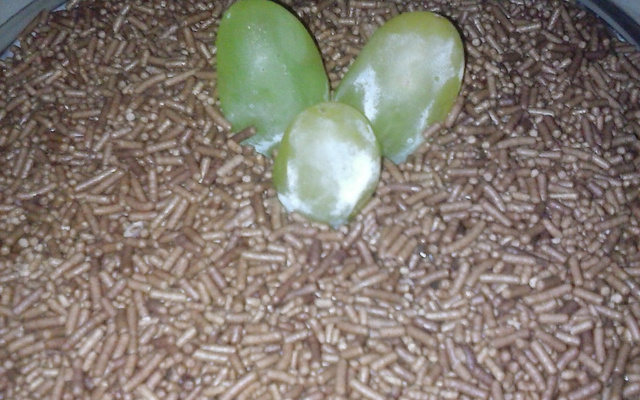 Brigadeiro diet de abóbora