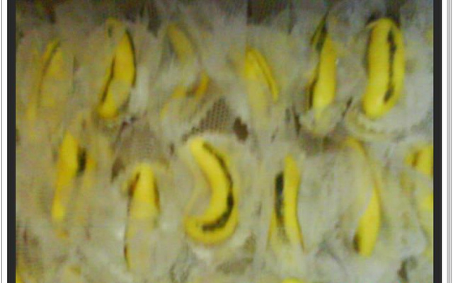 Docinho de leite ninho