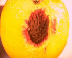 Torta de pessegos (peach pie)