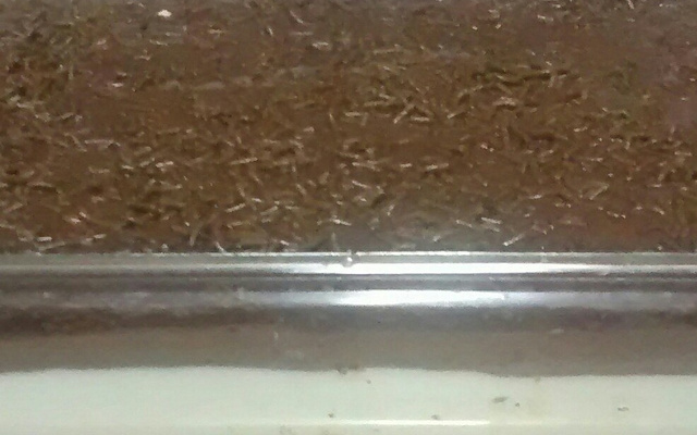 Doce tipo Prestígio