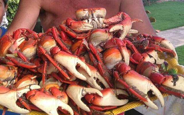 Caranguejos de Aratuba