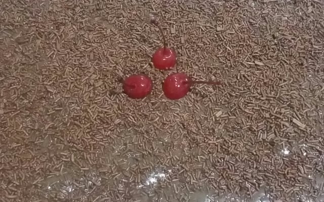 Feijão cremoso e gostoso