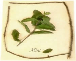 Molho de Hortelã ( delicioso com carneiro)