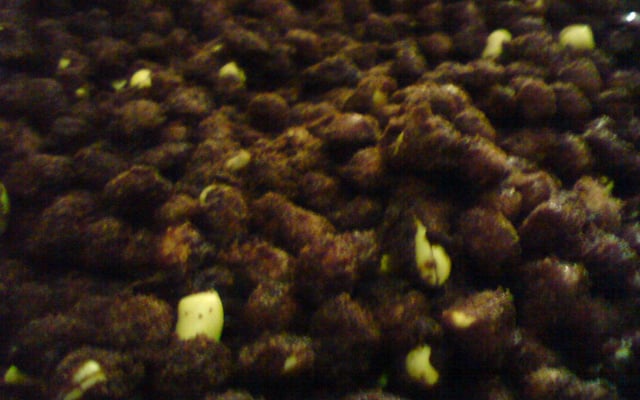 Amendoim crocante com chocolate