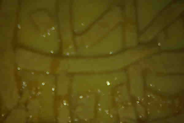 Torta de leite condensado