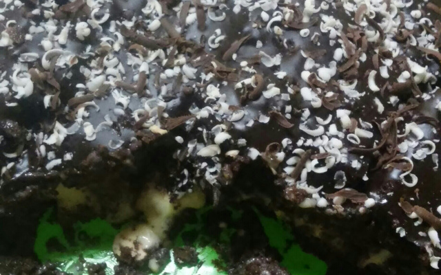 Bolo de chocolate com recheio cremoso