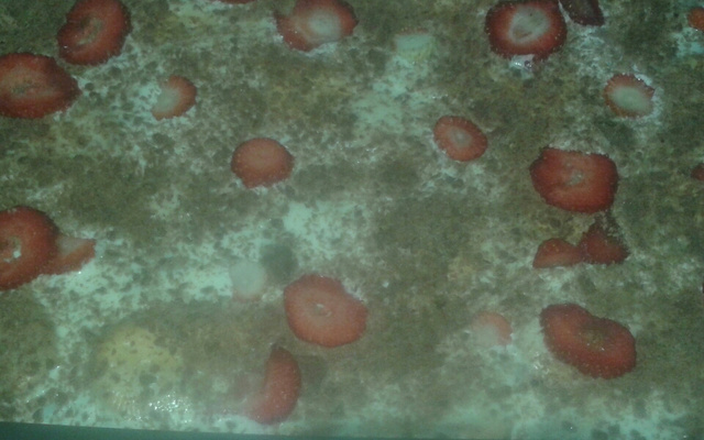 Pavê de morango com chocolate