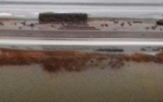 Mousse delicioso de maracujá com chocolate