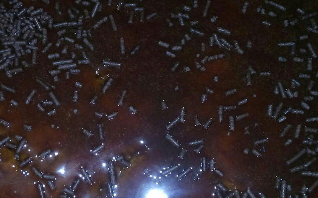 Bolo de cenoura rápido