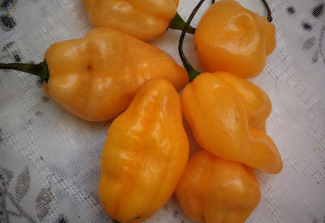 Molho de pimenta arriba saia