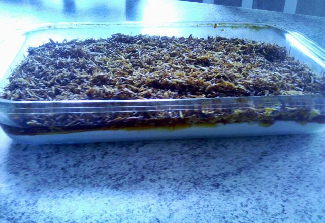 Gelado crocante
