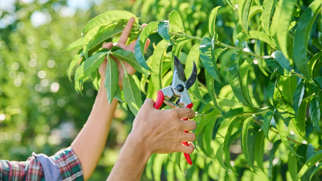 Essas são as quatro árvores que precisam de poda em janeiro se você quiser um jardim bonito o ano inteiro
