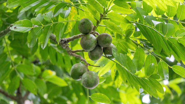 A fruta comum no Brasil que fortalece a saúde do intestino e reduz inflamações
