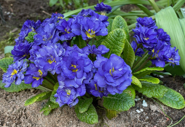 Basta polvilhar uma colher de chá sob plantas verdes e elas vão florescer milagrosamente
