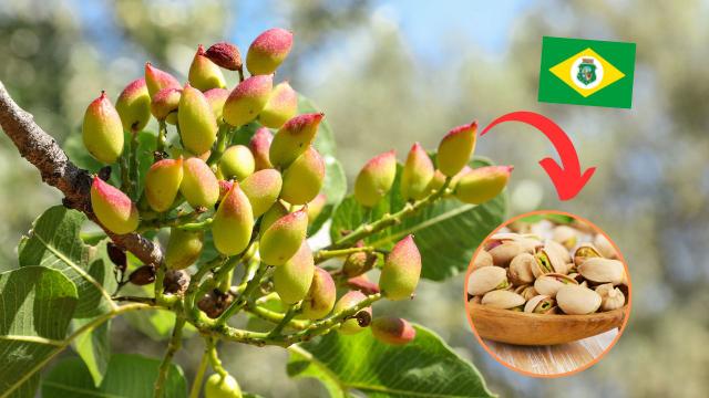 Por que o Ceará é o primeiro produtor de pistache do Brasil?