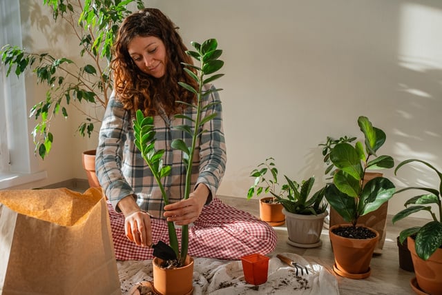 Não erre mais no cultivo: a sua zamioculca vai explodir folhas com as dicas simples do cientista ecológico Murilo Soares