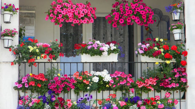 Uma varanda florida pode mudar o seu dia: o que a ciência diz sobre cultivar flores em casa você descobre no TudoGostoso