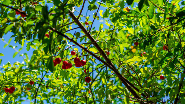 Todo brasileiro que tem espaço no quintal adora essa árvore: ela dá fruta o ano inteiro e as folhas fazem um chá delicioso