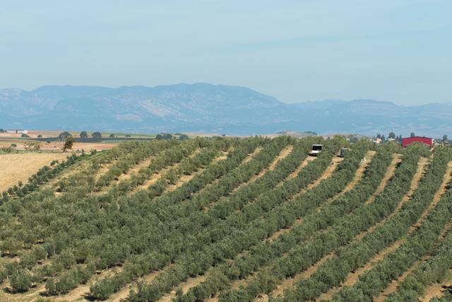 O azeite enfrenta outro obstáculo: oliveiras superintensivas podem mudar tudo, mas nem todas as notícias são boas