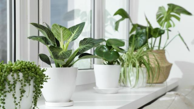 As 3 plantas mais fáceis de serem cultivadas em casa; você vai até mesmo esquecer que elas estão lá