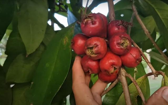 Planta comum no quintal dos brasileiros pode mudar a sua saúde e você só precisa de 1 folha