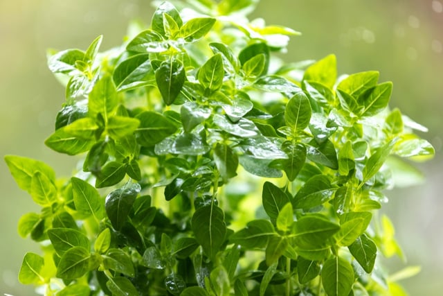 O manjericão cresce com mais vigor e produz folhas mais saborosas se você fizer este truque simples uma vez por semana