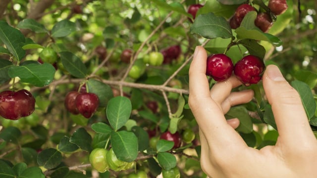 Você só precisa de 1 unidade dessa fruta para atingir a recomendação diária de vitamina C