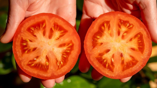 Especialistas concordam: os tomates estão perdendo o sabor devido ao surgimento de novas variedades que não são as tradicionais
