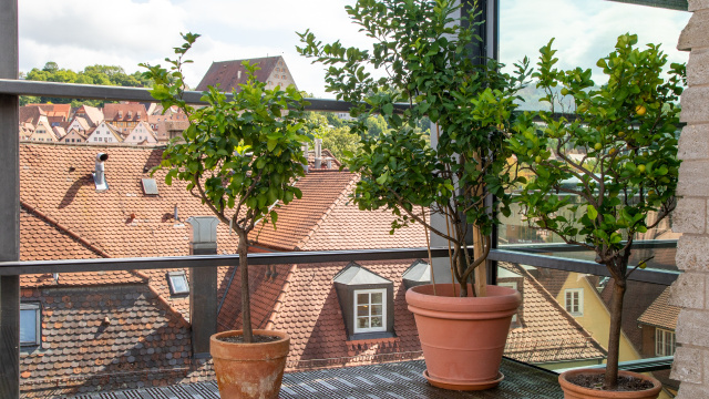 A árvore que dá frutos o ano todo e pode ser cultivada em vaso em ambientes internos ou varandas
