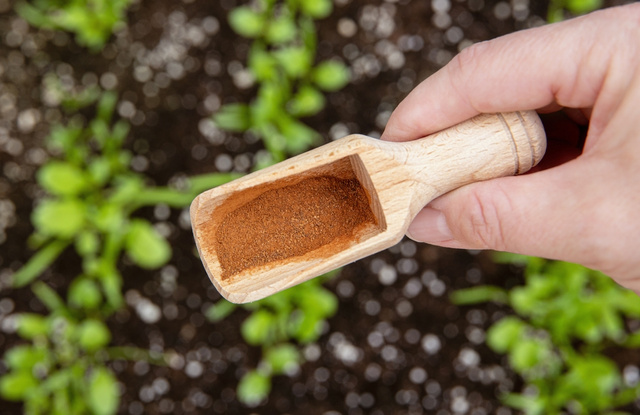 Eu não acreditei quando meu jardineiro me ensinou, mas polvilhar canela em pó na terra das plantas realmente ajuda no crescimento!