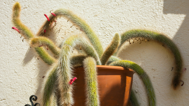 Como plantar rabo-de-macaco em casa: cacto é ótima opção para jardineiros iniciantes. Veja passo a passo e dicas!