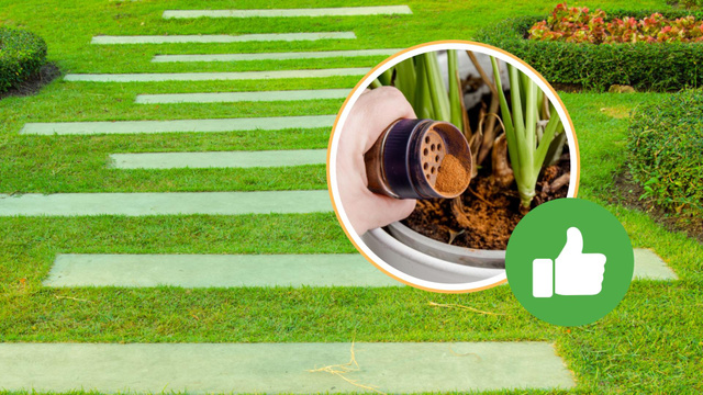 Por que os jardineiros estão polvilhando canela em pó nos gramados?