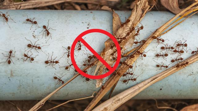 Poucas pessoas sabem: diga adeus às formigas no seu jardim com um desses 4 truques caseiros e naturais