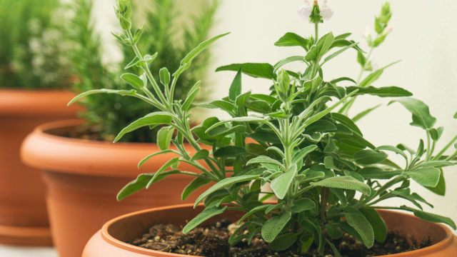 Essas duas plantas não se dão bem: por que a sálvia nunca deve ser plantada a menos de um metro do alecrim