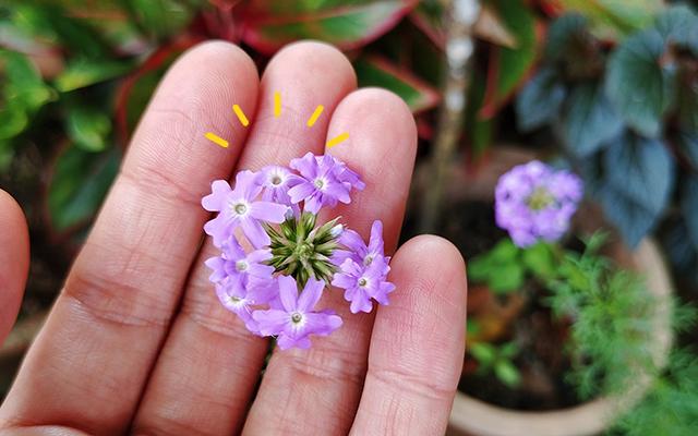 Planta fácil de encontrar no Brasil inteiro vale ouro no tratamento contra depressão: saiba como consumir
